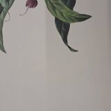 Planche botanique "Muflier à flaurs fleurs"