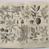 Planche ancienne - plante utile - illustration originale de 1909