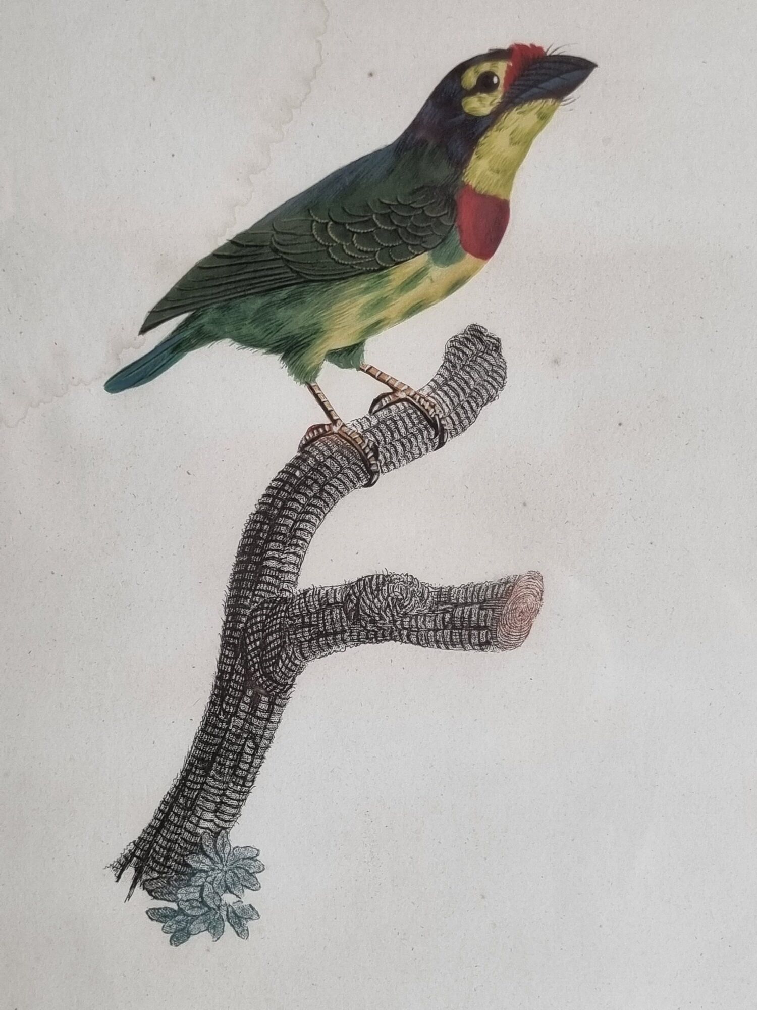 Original engraving of the early nineteenth century, Bearded with red plastron after Jacques Barraband (1806)