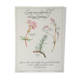 Botanical poster: tisane