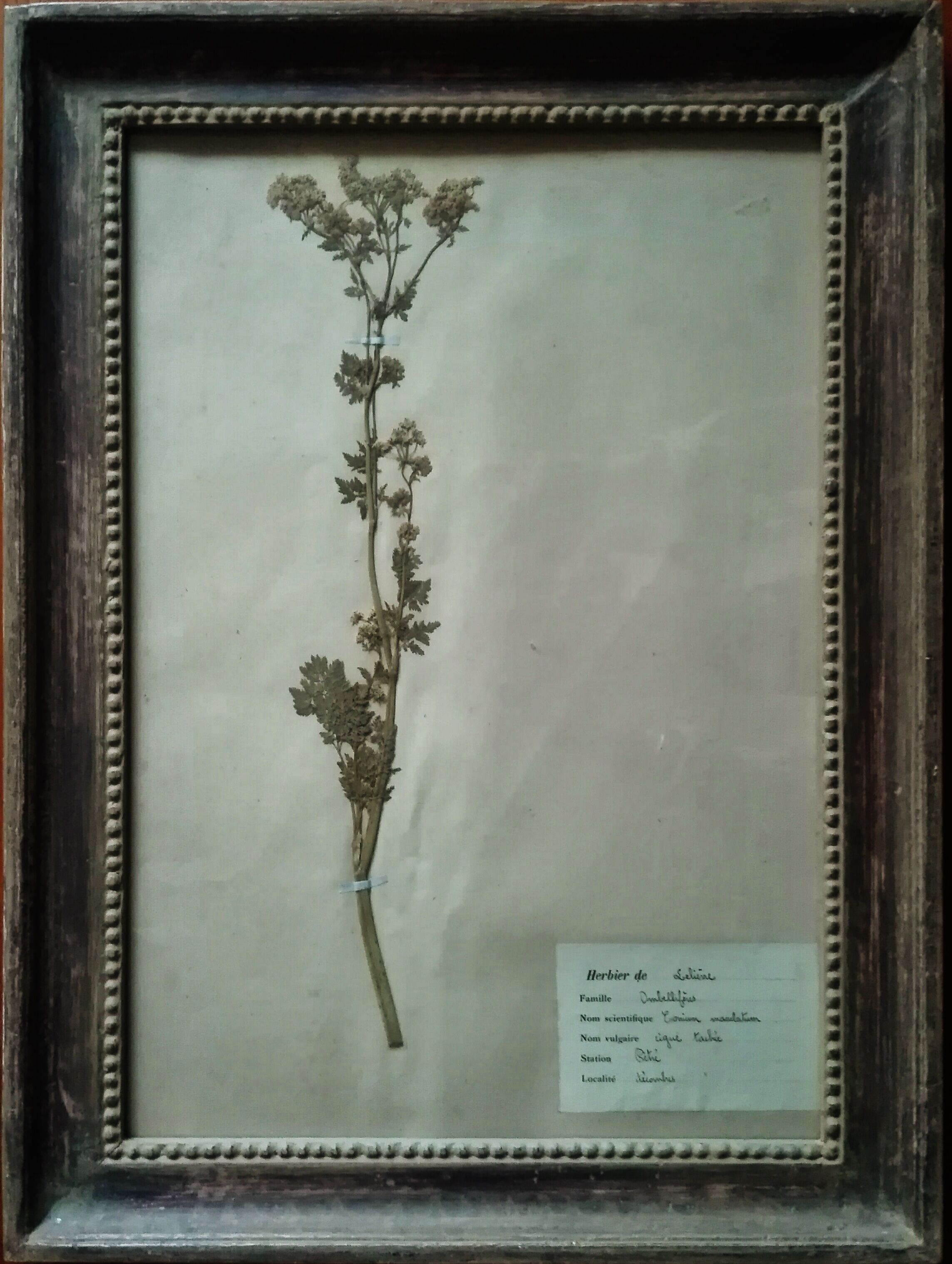 Lot de 8 planches herbier