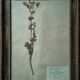 Lot de 8 planches herbier