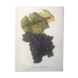 Planche vigne rare