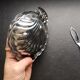 Beurrier seashell