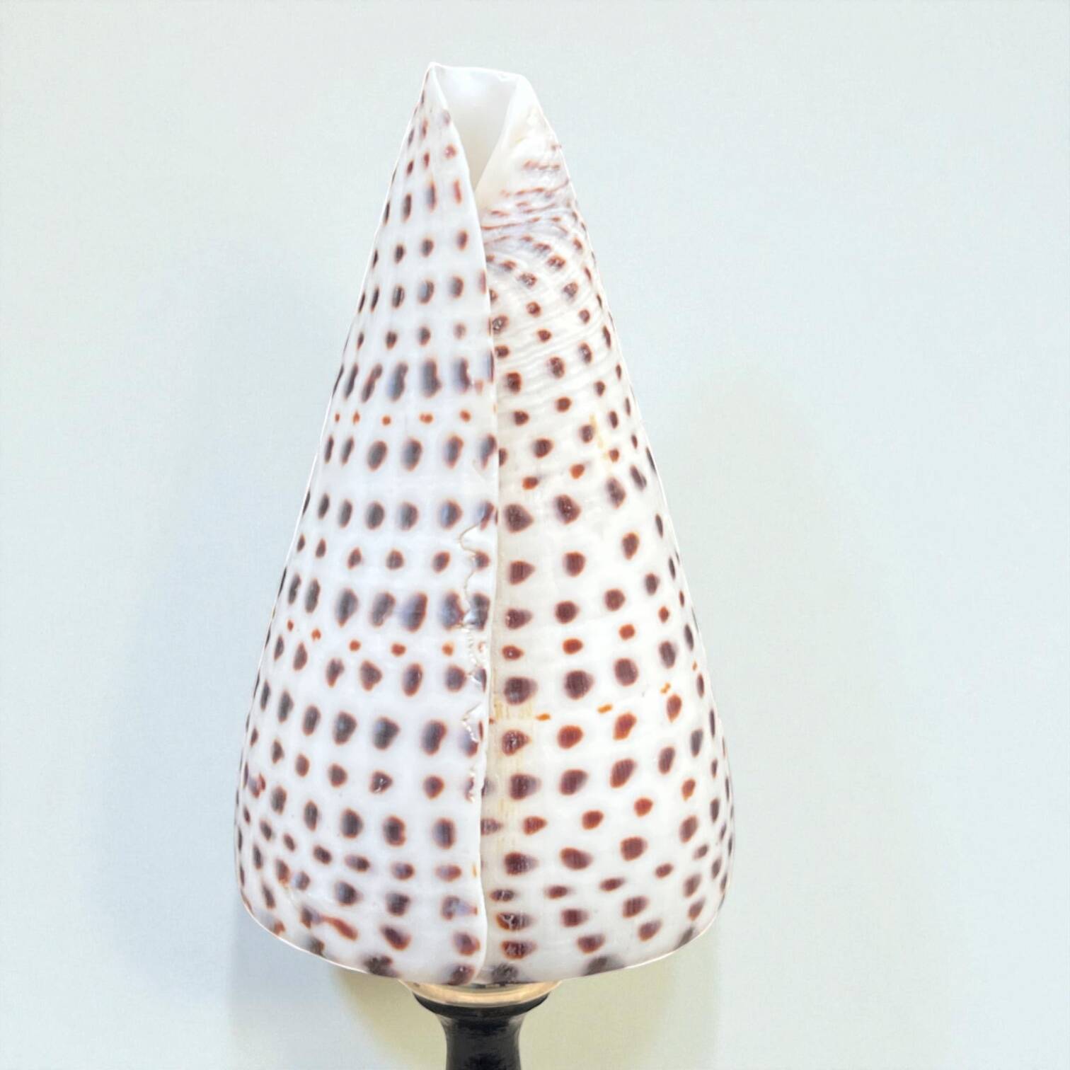 Cabinet of Curiosities: Conus shell on a blackened wooden base, 19th century