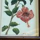Duo de peintures motif floral signés