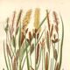 Antique botanical engraving, 1889 - Mountain herbs by A. Pratt - plate