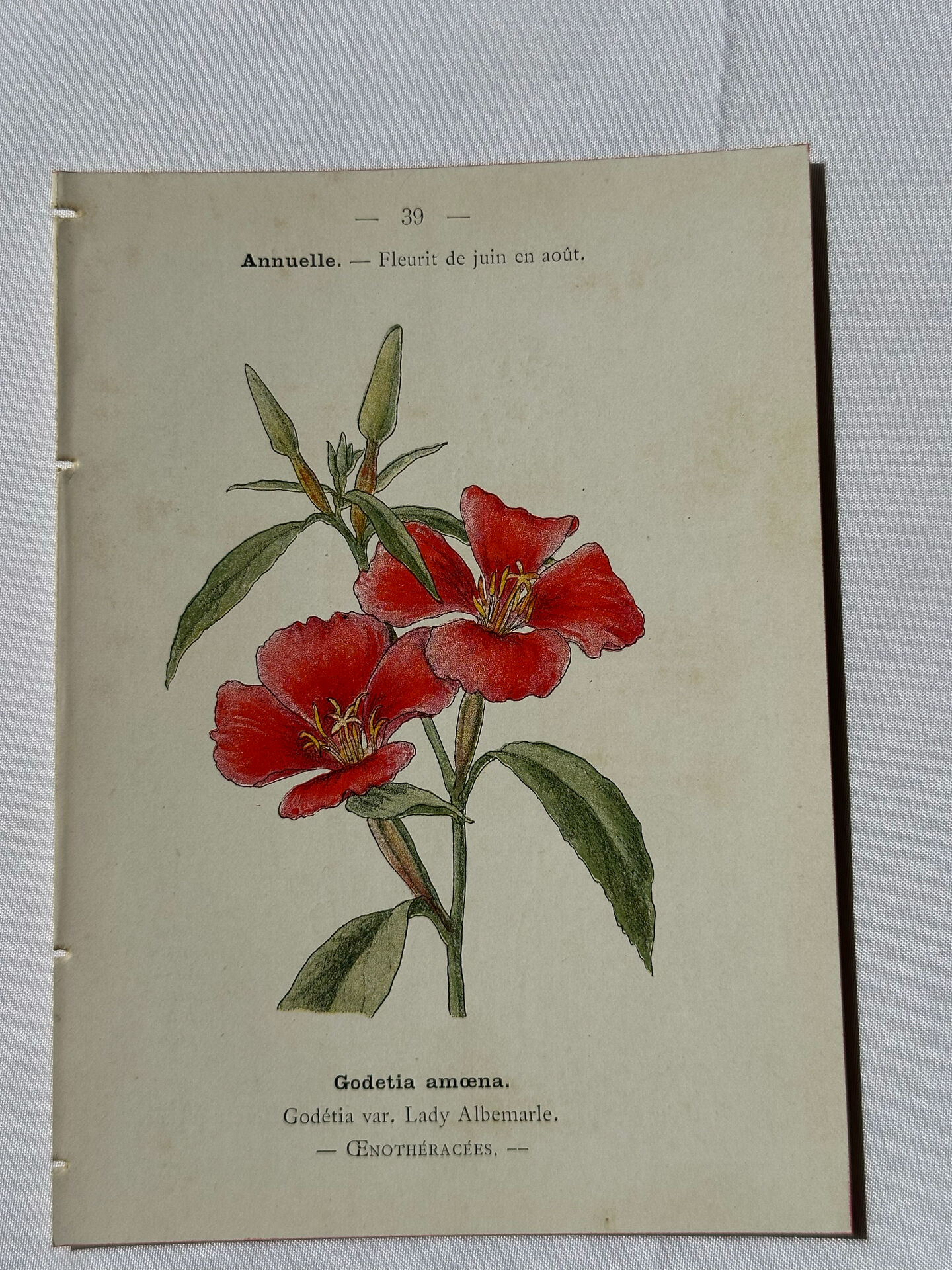 Botanical engraving naturalist plate French flower double-sided