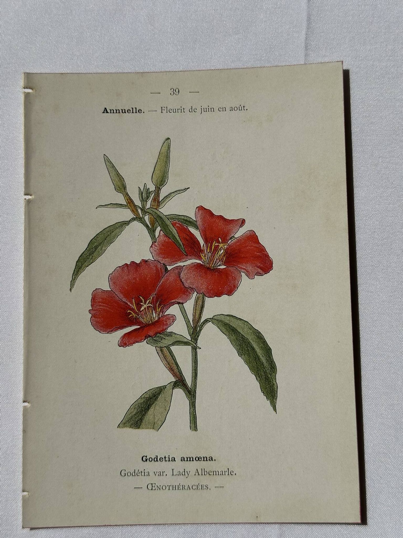 Gravure botanique planche naturaliste fleur Française double face