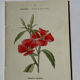 Botanical engraving naturalist plate French flower double-sided