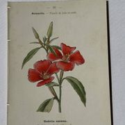 Gravure botanique planche naturaliste fleur Française double face