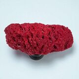 Antique red coral organ Tubipora musica on a wooden base, late 19th century