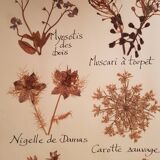 Herbarium plank