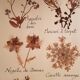 Herbarium plank