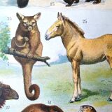 Ancienne planche animaux