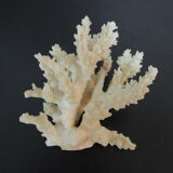 Branche de corail