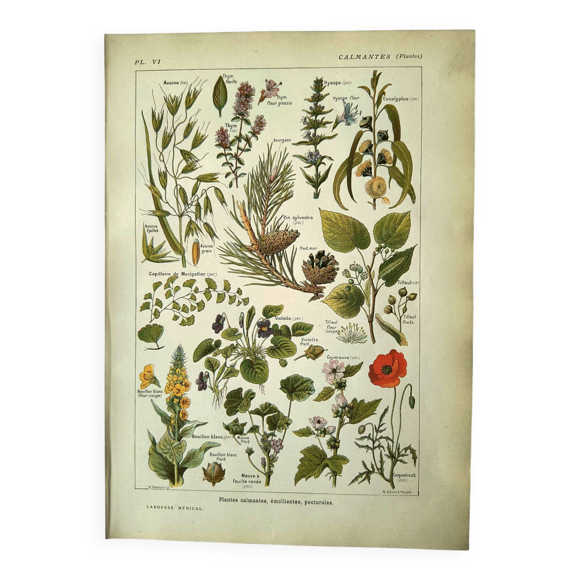 Vintage engraving from 1925 • Calming medicinal plants by M. Desserte