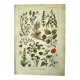 Vintage engraving from 1925 • Calming medicinal plants by M. Desserte