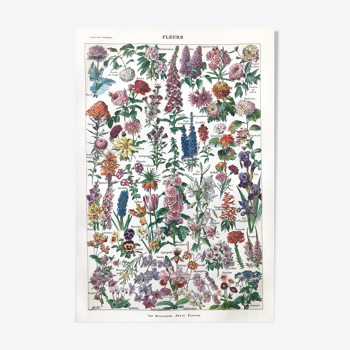 Planche botanique ancienne fleurs