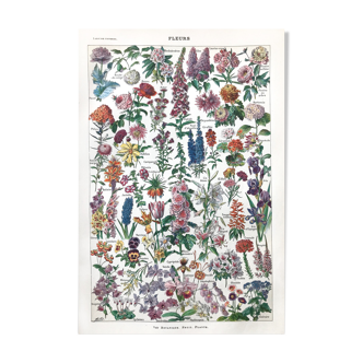 Ancient botanical plank flowers
