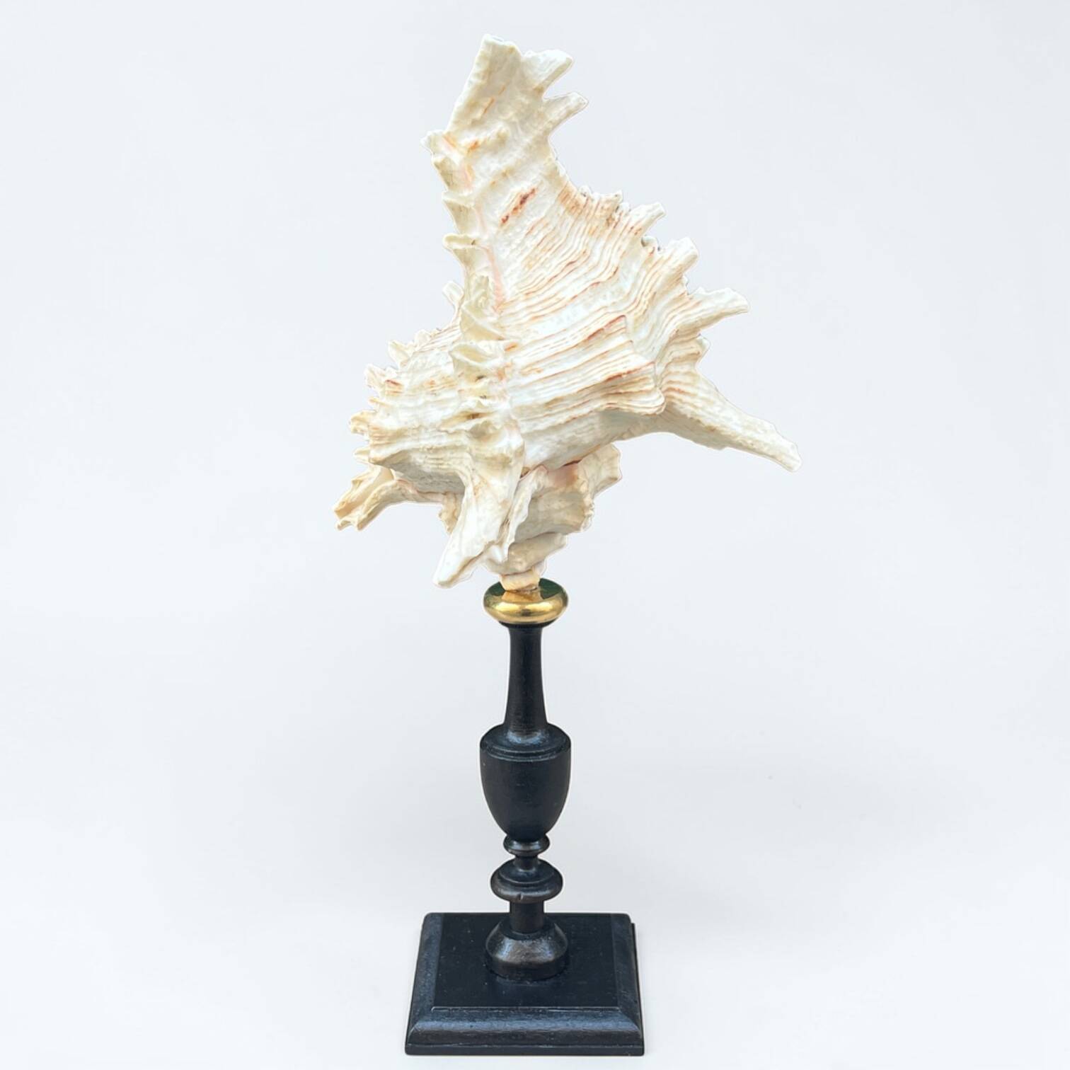 Murex shell on a turned blackened wooden base, 19th century.