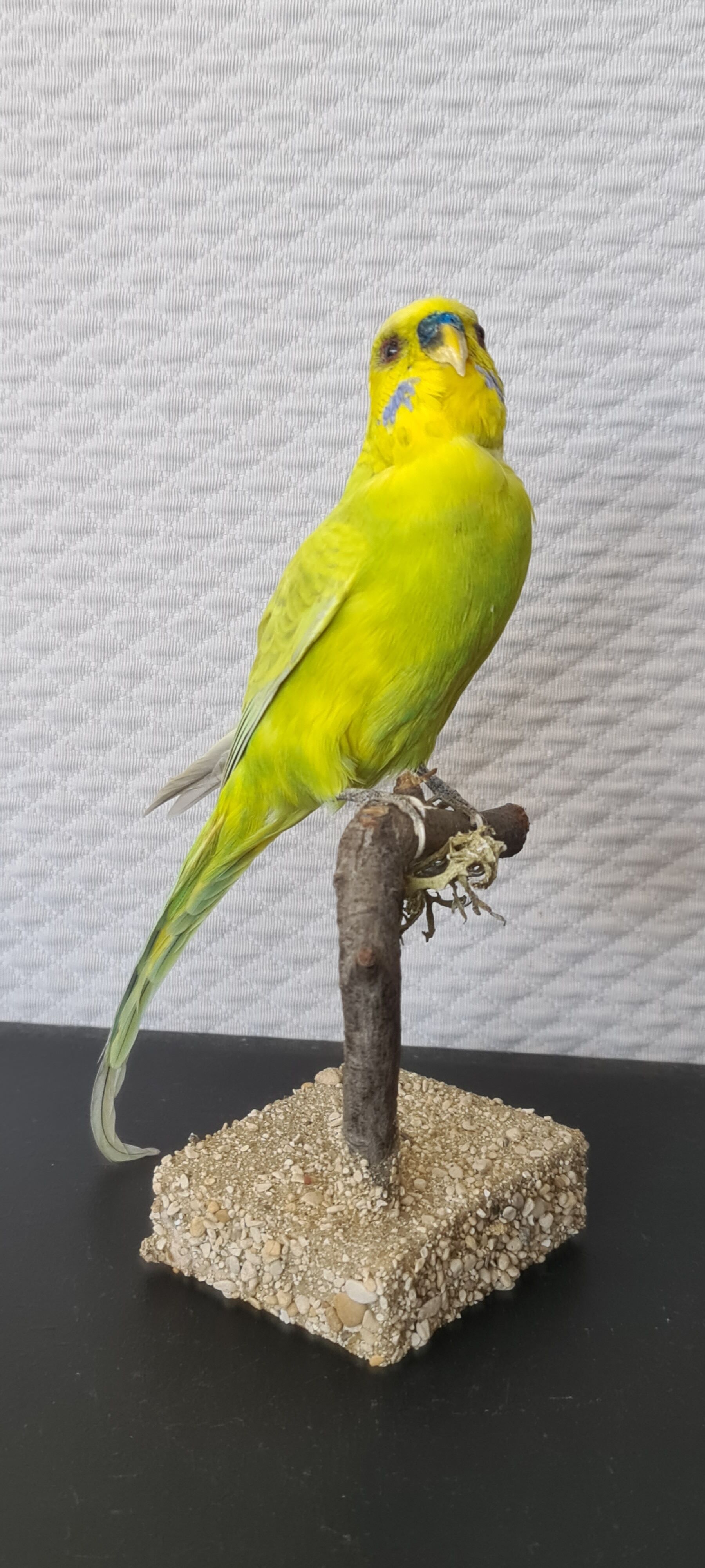 Naturalized parakeet