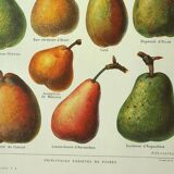 Old engraving 1922, Pear, varieties, fruit, pear tree, pomology • Lithograph, Original plate