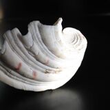 Empty pocket shell