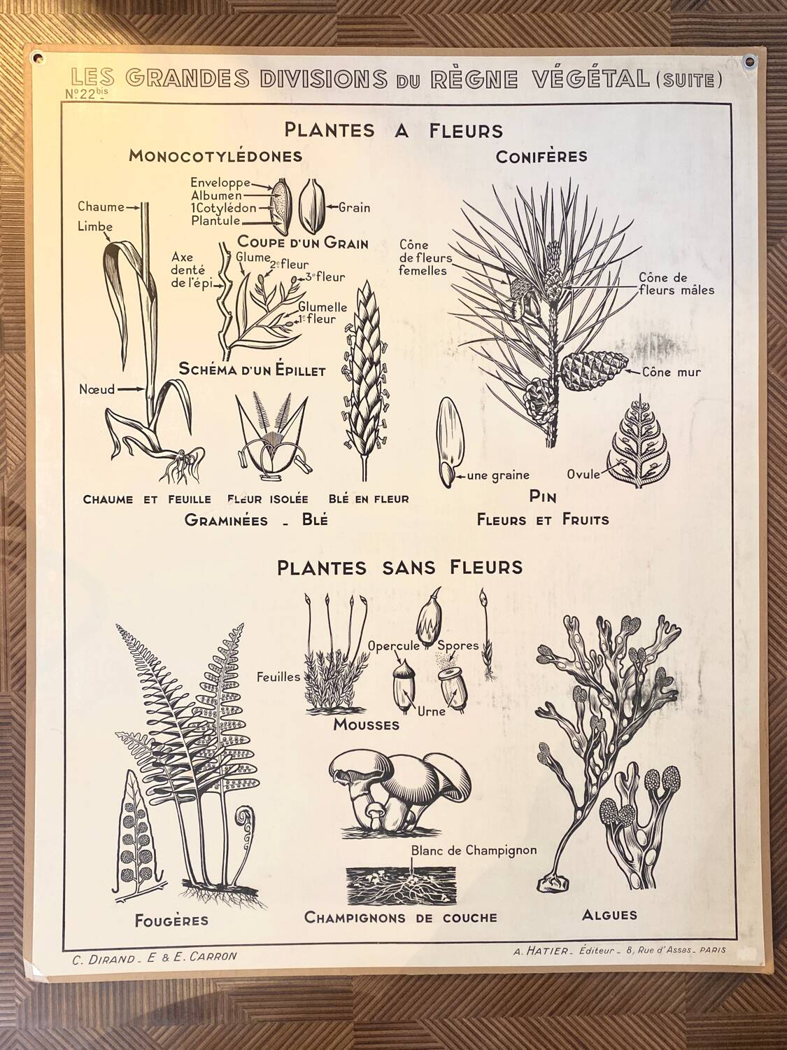 Old school poster vintage botanical poster