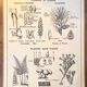 Old school poster vintage botanical poster