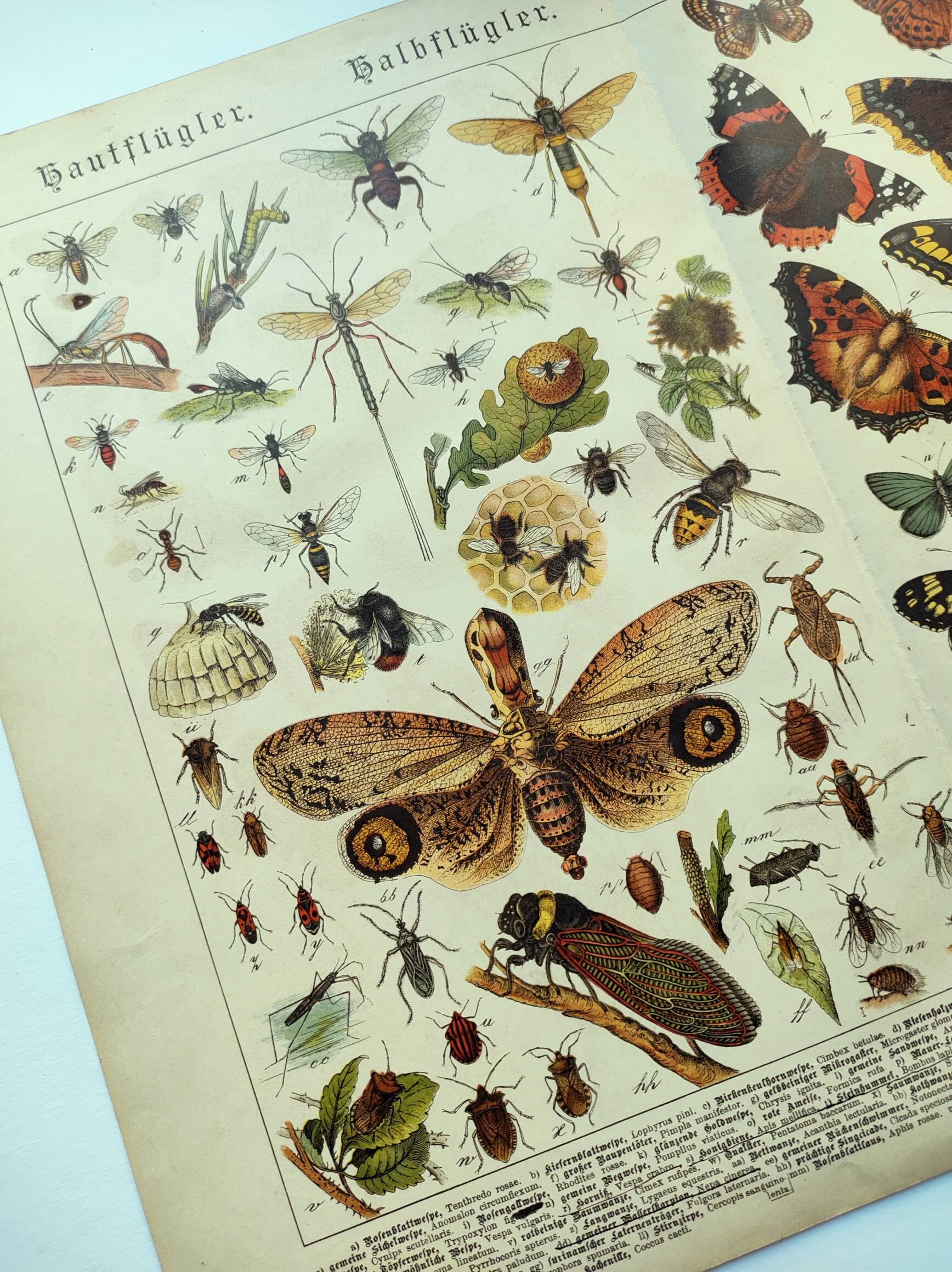 1898 Engraving - Butterflies and Flying Insects - Large Vintage Lithograph - 42 x 33 cm - Plate