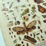 1898 Engraving - Butterflies and Flying Insects - Large Vintage Lithograph - 42 x 33 cm - Plate