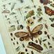 1898 Engraving - Butterflies and Flying Insects - Large Vintage Lithograph - 42 x 33 cm - Plate