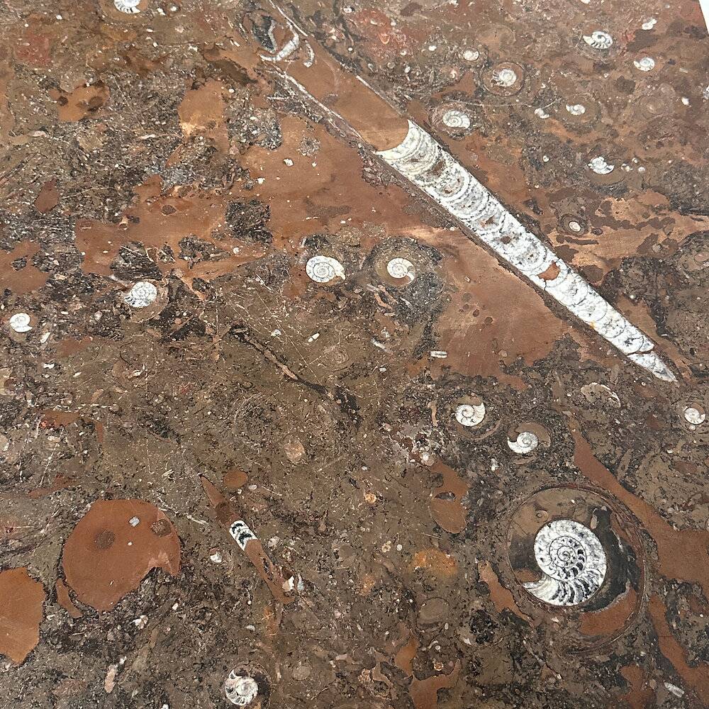1970s modernist fossil marble coffee table with wooden base