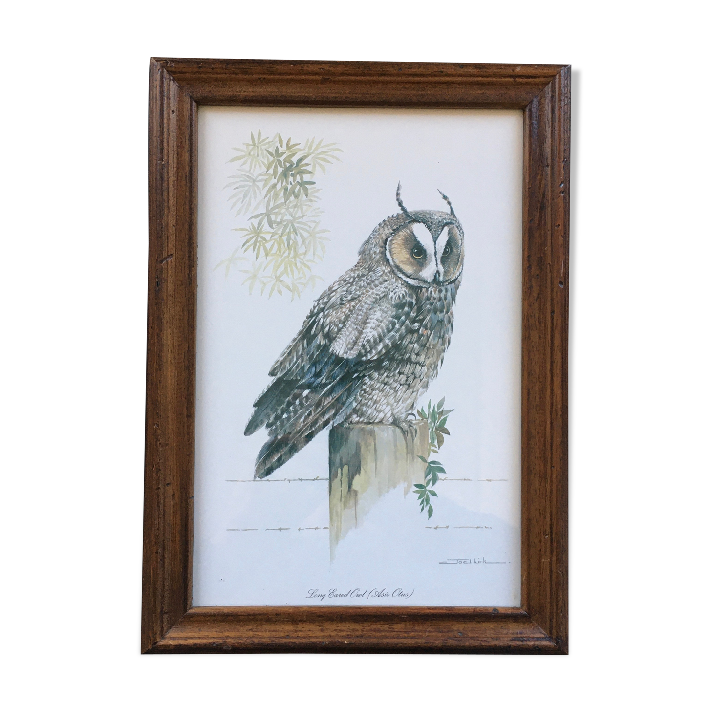 Owl ornithological board