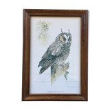 Owl ornithological board