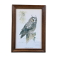 Owl ornithological board