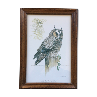 Owl ornithological board