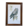 Owl ornithological board