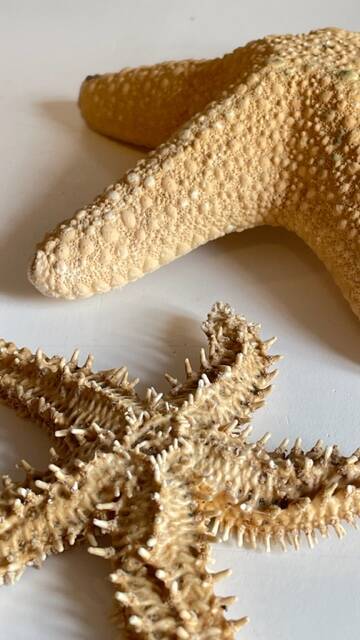 Vintage starfish