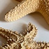 Vintage starfish