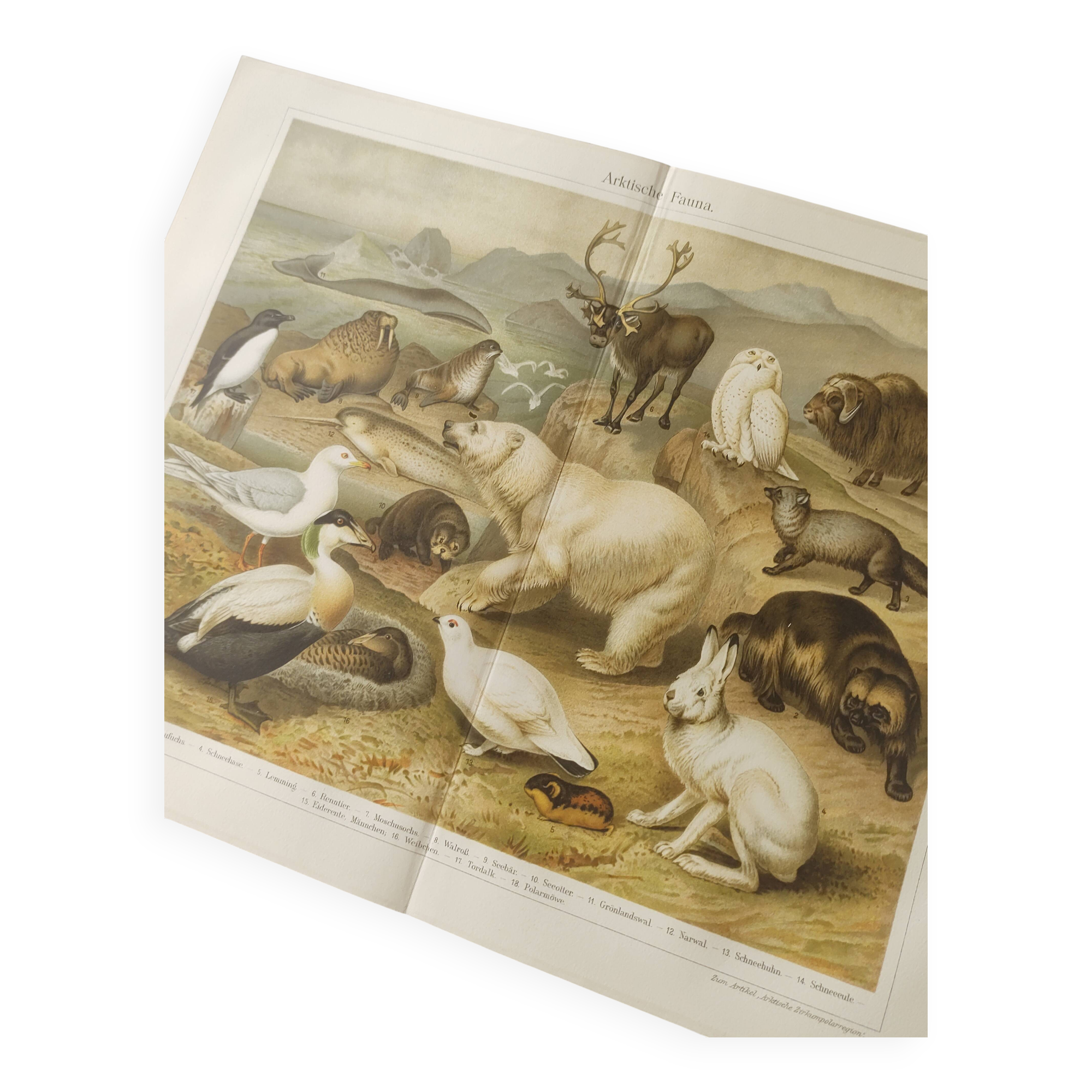 Gravure 1909 - Faune et animaux de l'Artique - Lithographie nature