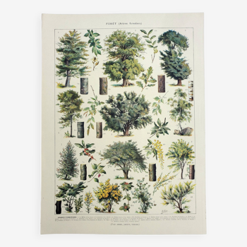 Gravure ancienne 1928, Forêt 1, Sylviculture, feuillage, arbres • Lithographie, Planche originale