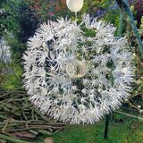 Dandelion pendant light