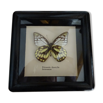 Naturalized butterfly frame