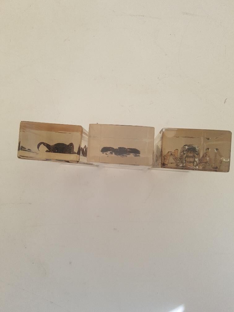 Batch of 3 insects in resin inclusion