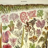 Botanical engraving 1928 A. Millot - Algae, marine plant, flora