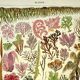 Gravure botanique 1928 A. Millot - Algues, plante marine, flore