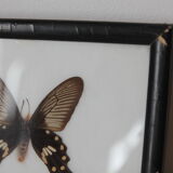 Butterfly frame