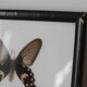 Butterfly frame